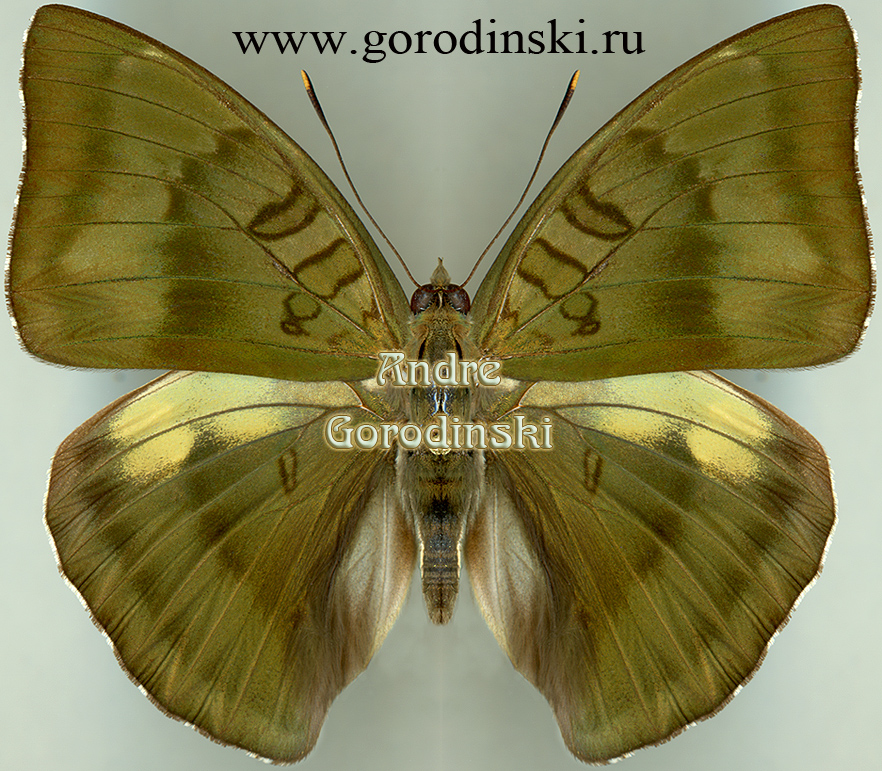 http://www.gorodinski.ru/nymphalidae/Euthalia nara colinsmithi.jpg